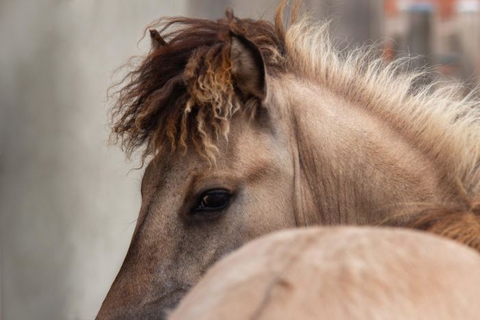 Islandpferd im Portrait